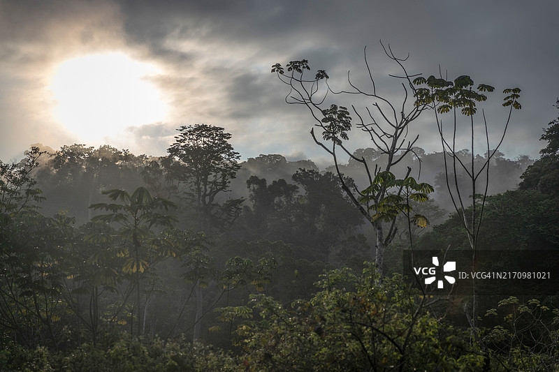 森林冠层上方的低云图片素材