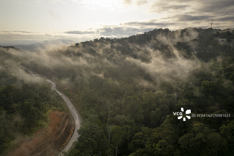 森林冠层上方的低云图片素材