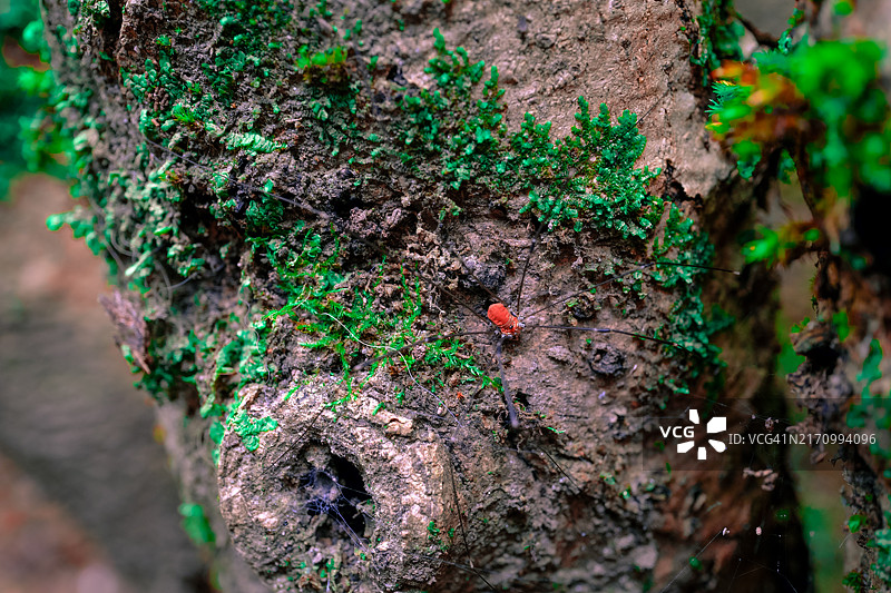 树干上的蜘蛛图片素材