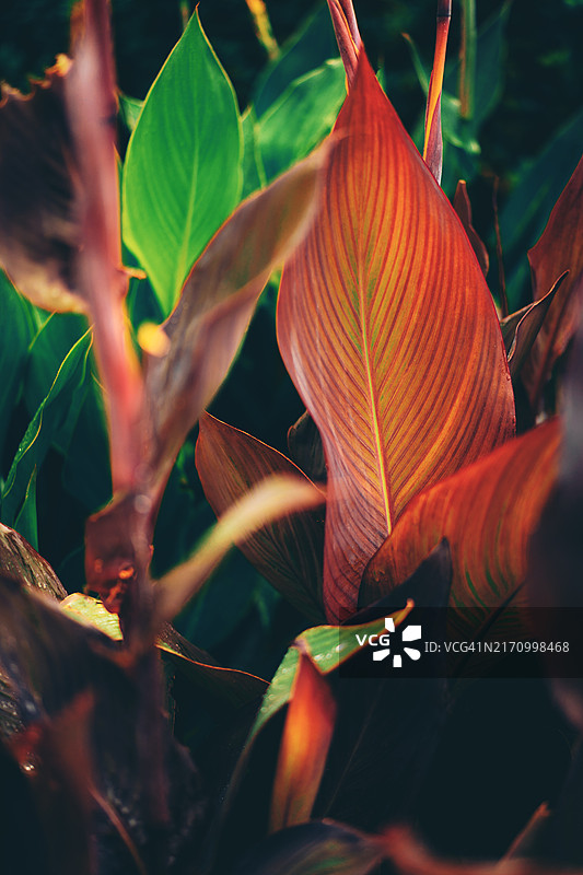 美人蕉鲜艳的彩色叶子，美丽的设计背景图片素材