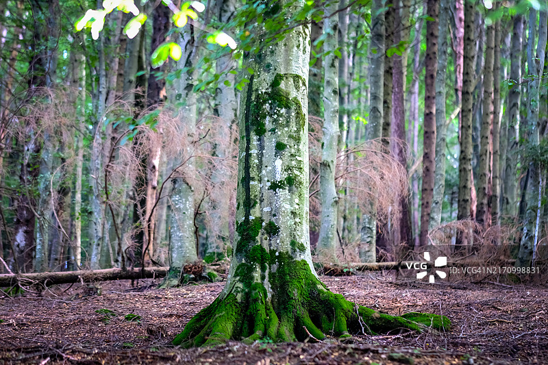 森林树木图片素材