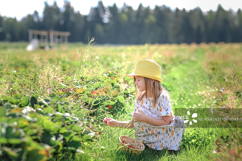 儿童郊游：6岁女孩戴着帽子和裙子在有机农场采摘草莓图片素材