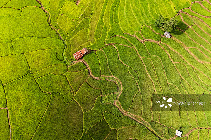 泰国矩形绿色稻田无人机航拍景观图片素材