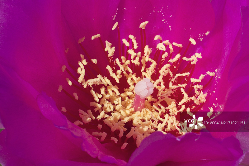 仙人掌花朵特写图片素材