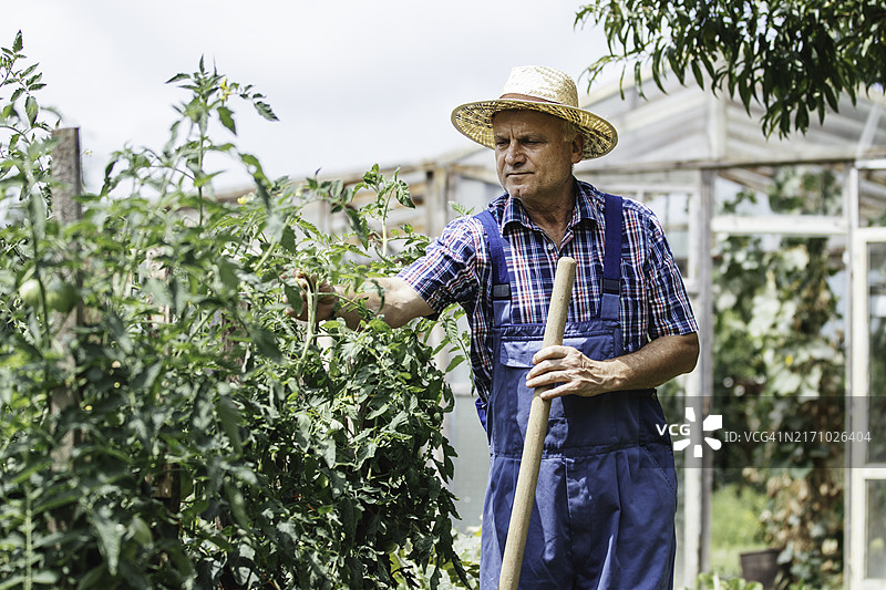 老年农民用锄头检查绿色花园图片素材