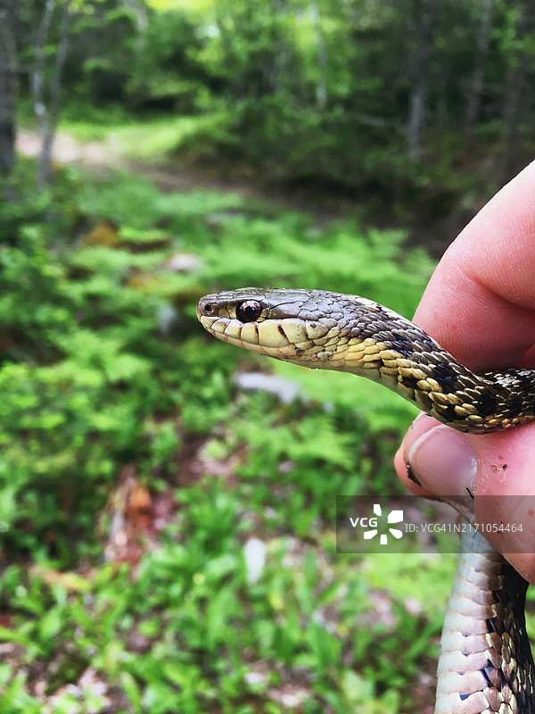 花纹蛇图片素材