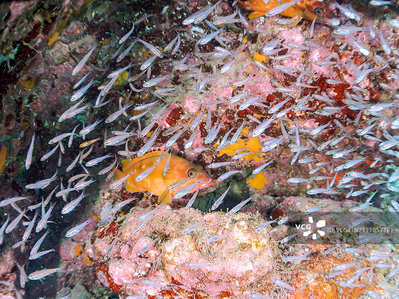 半线天竺鲷、斑点天竺鲷及其他幼鱼和黑边石斑鱼在四脚动物周围群游图片素材