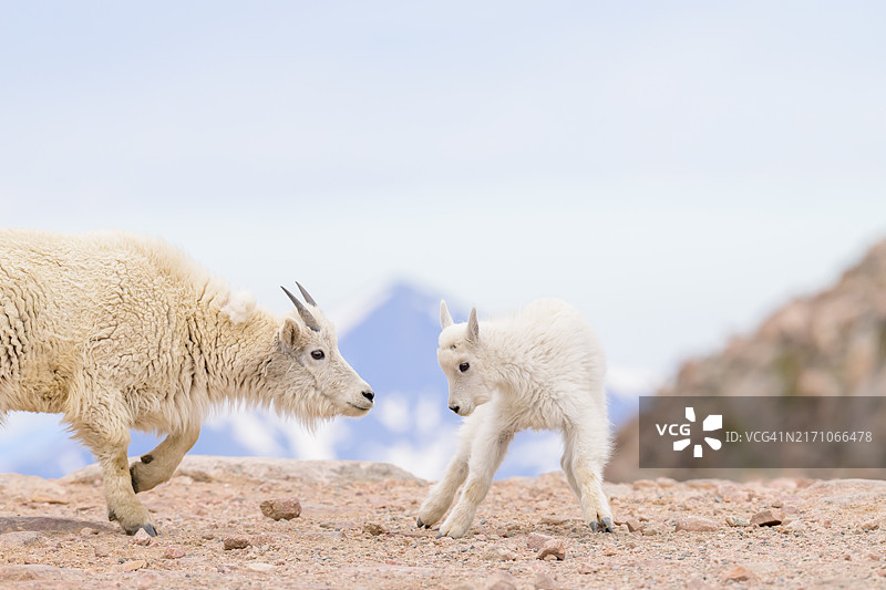向前走的小山羊图片素材