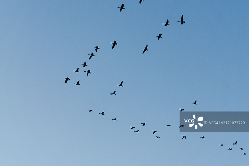 南迁过冬的鹅群图片素材