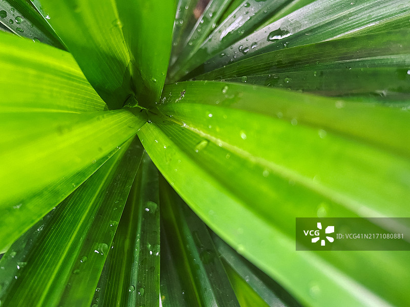 热带植物绿叶及雨滴图片素材