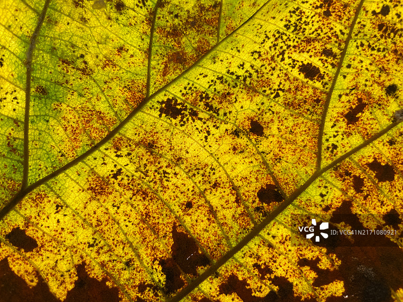 逆光树叶的微距照片图片素材