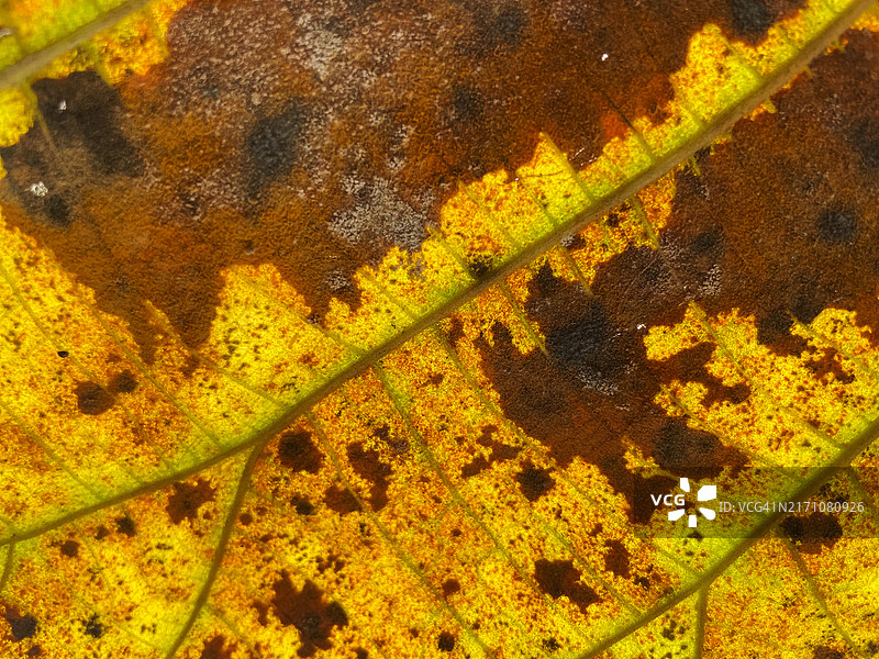 逆光树叶的微距照片图片素材