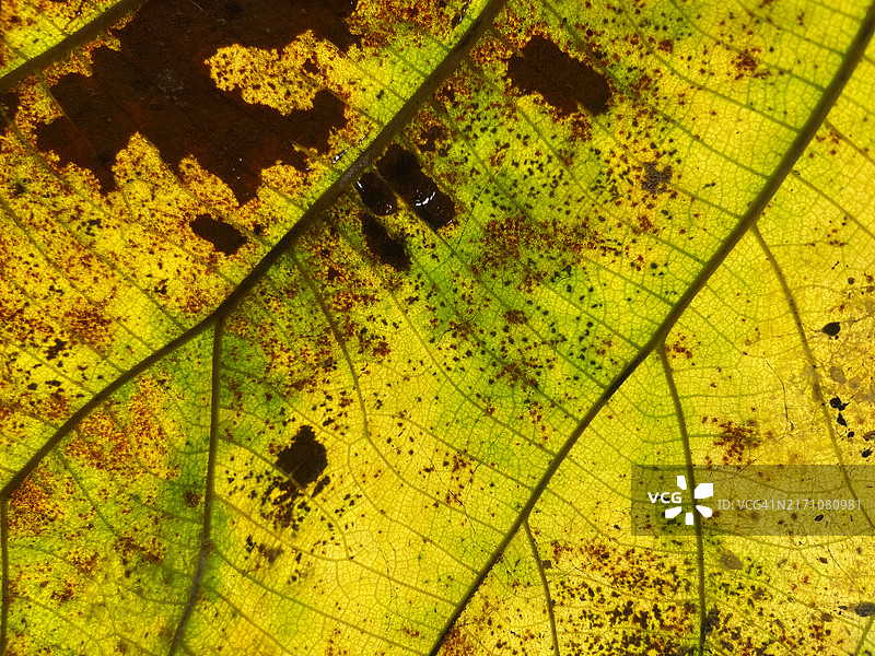 逆光树叶的微距照片图片素材
