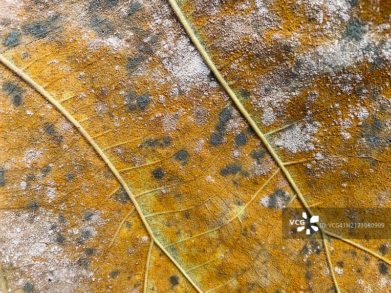 逆光树叶的微距照片图片素材