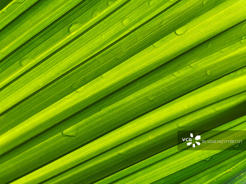 棕榈叶图片素材