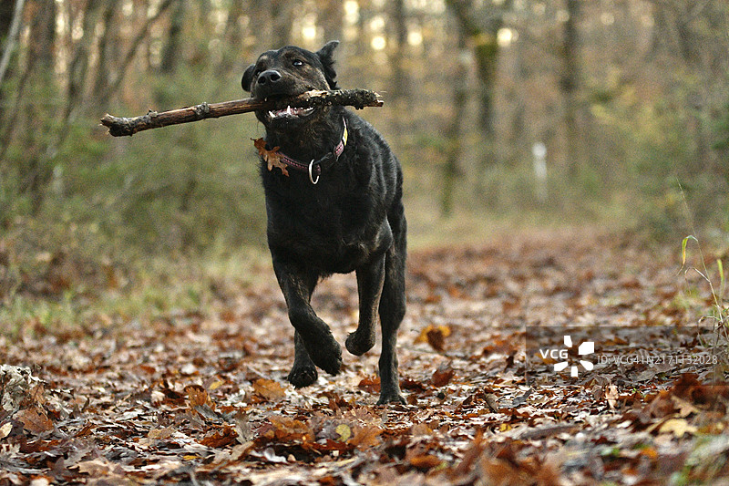 朝着镜头跑来，嘴里叼着树枝的狗图片素材