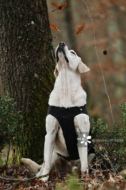 穿着套头衫的纯种拉布拉多犬图片素材