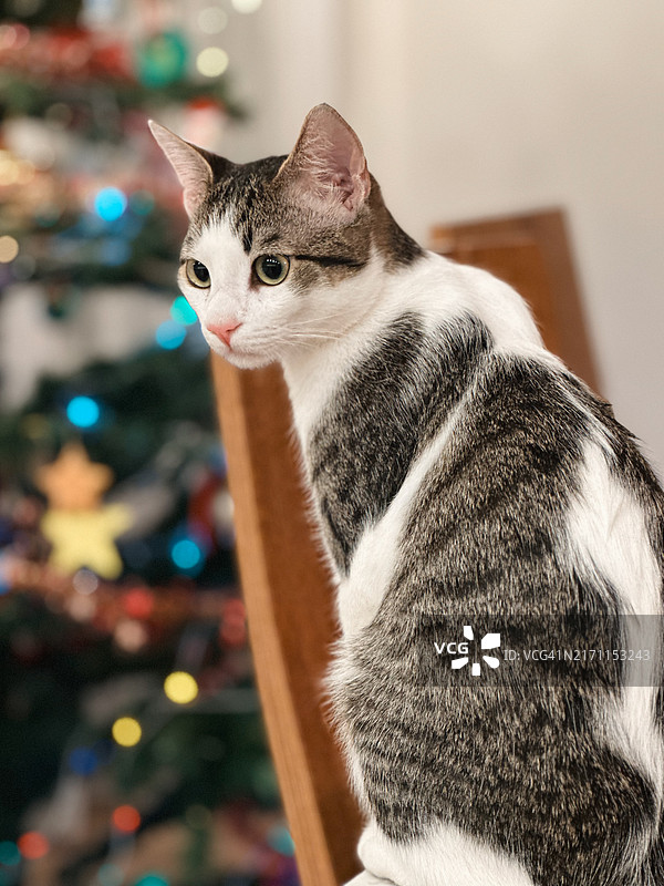 圣诞节和宠物：可爱的猫咪在装饰好的圣诞树前图片素材