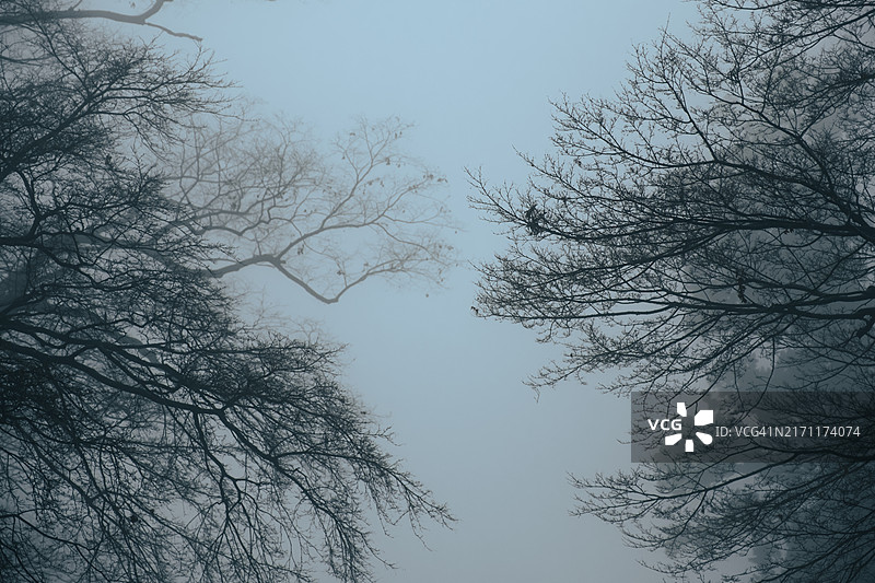 雾蒙蒙的神秘森林中树木的仰视角度图片素材