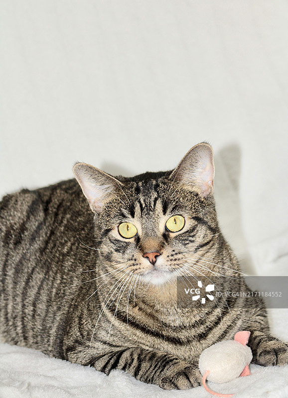 猫的特写肖像，美国新泽西州图片素材