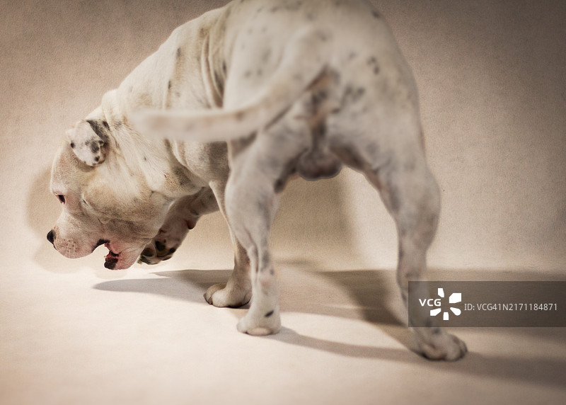 站在地板上的斗牛犬特写图片素材
