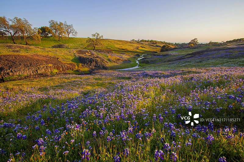 美国加州北桌山生态保护区盛开的春季花朵图片素材
