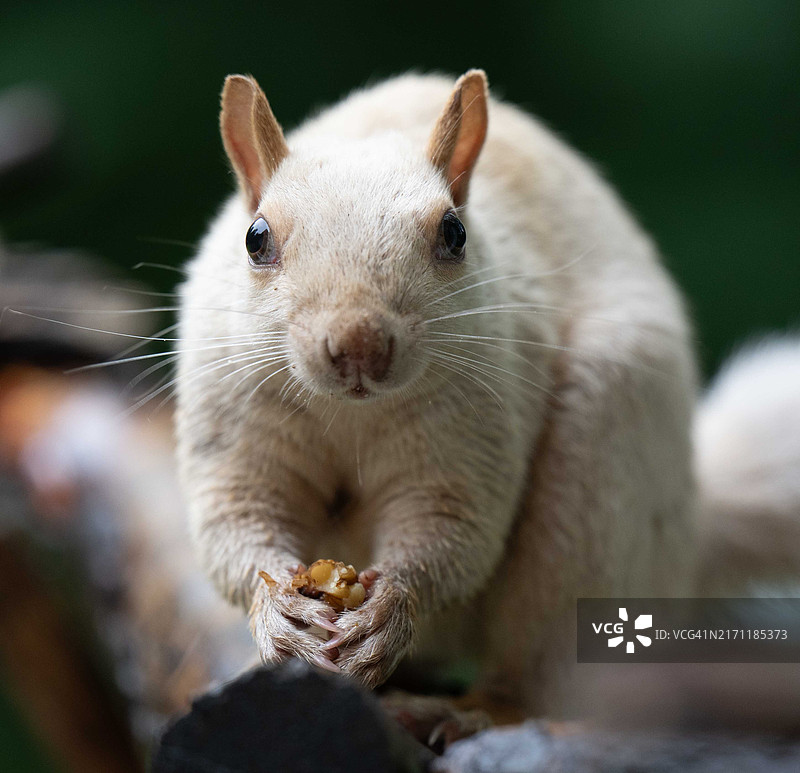 灰松鼠特写图片素材