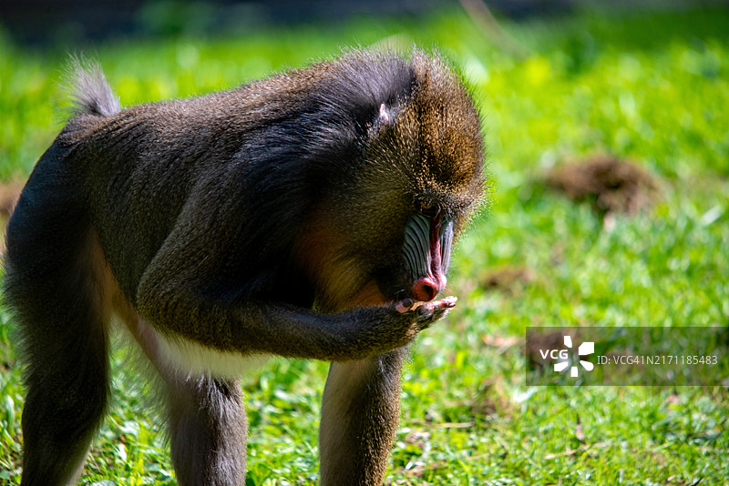 山魈的特写图片素材