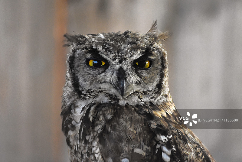 茶色大角鸮写真图片素材