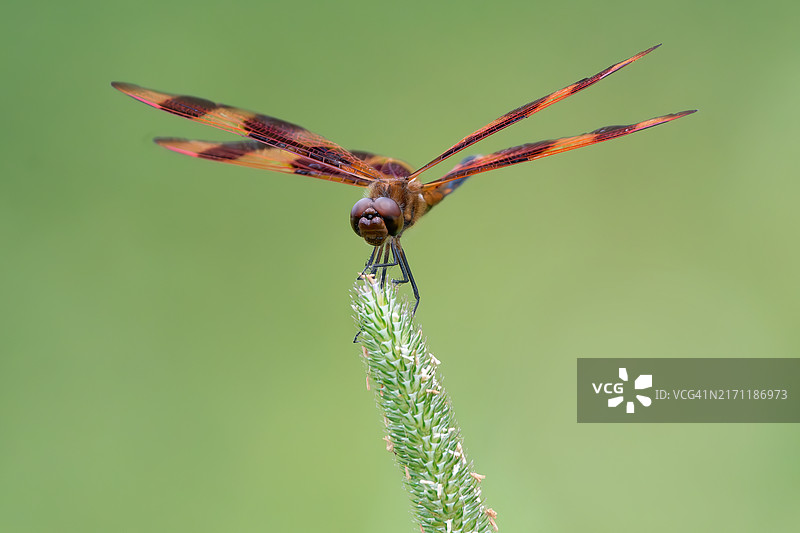 蜻蜓在植物上的特写镜头图片素材
