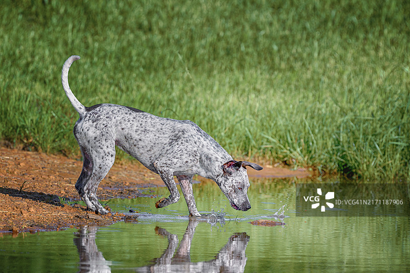 狗站在美国德克萨斯州飞行员点的湖中的侧视图图片素材