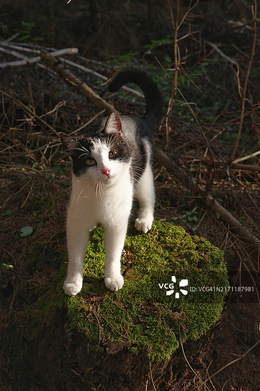 猫的特写肖像，塞尔维亚Centralna Srbija图片素材