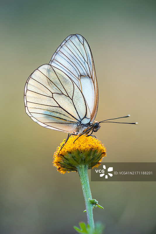 蝴蝶在花上授粉的特写图片素材