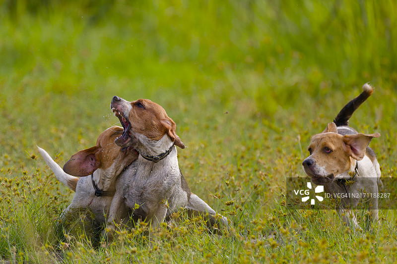 两只狗互相追逐图片素材