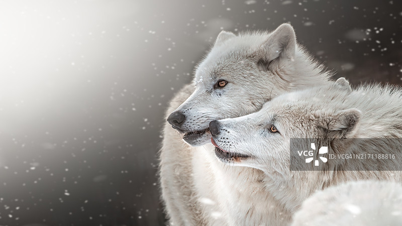 捷克奥洛穆克的狗狗特写图片素材