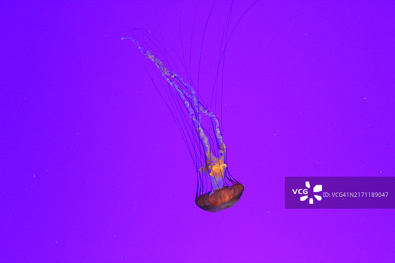 水母在水下游泳的特写镜头图片素材