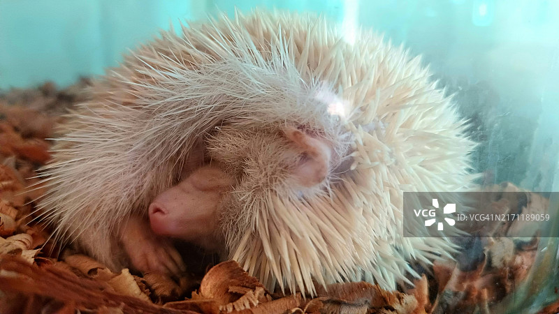 猴子特写，印度图片素材