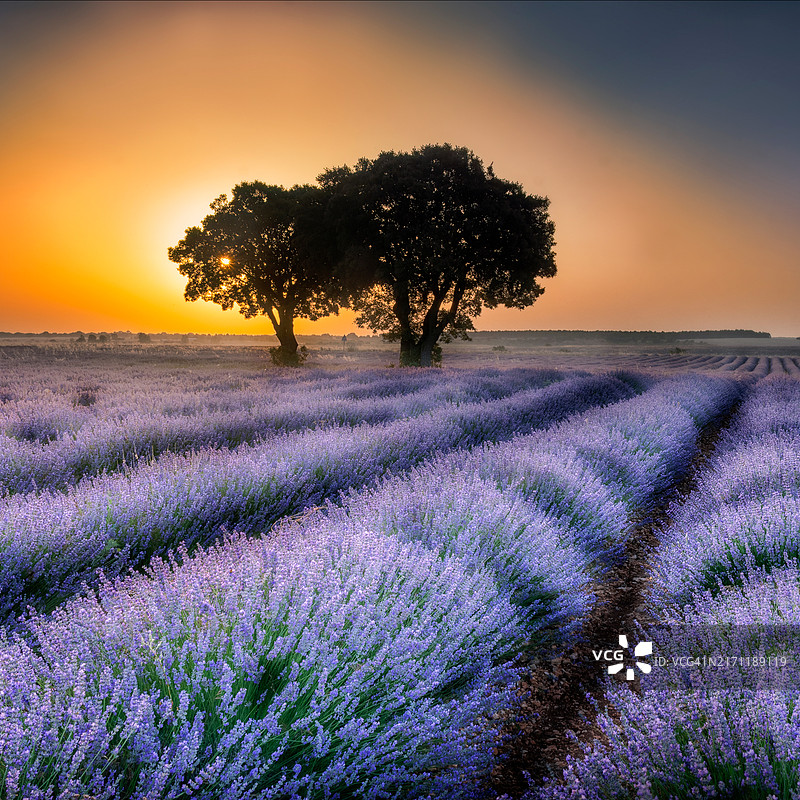 日落时分，天空映衬下的田野美景图片素材