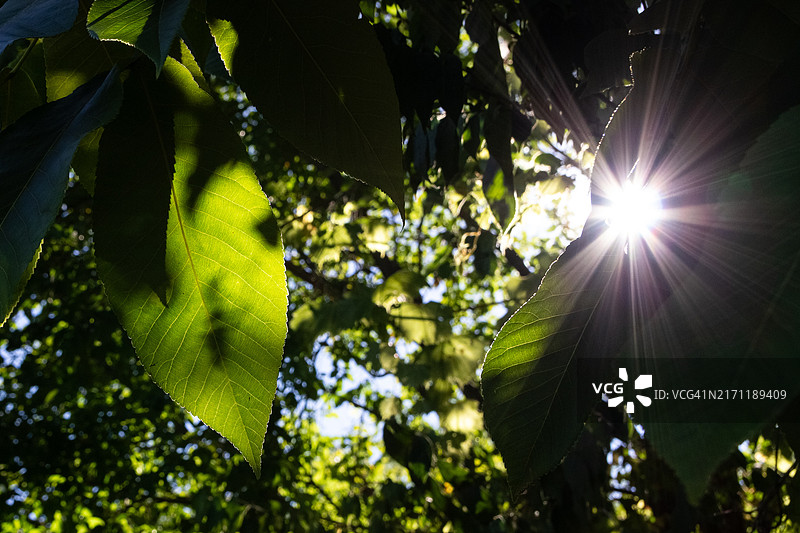 俄亥俄州都柏林树叶特写图片素材