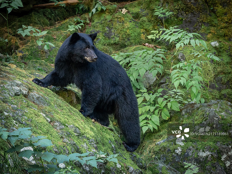 地面上的黑熊图片素材