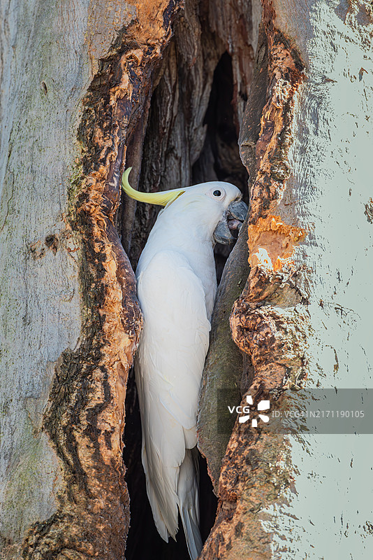 岩石上的企鹅特写图片素材