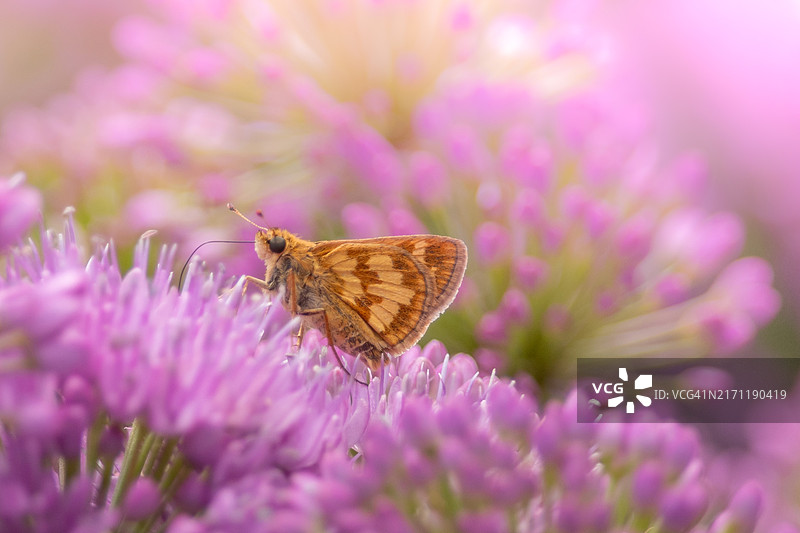 美国印第安纳州南本德紫色花上的蝴蝶特写图片素材