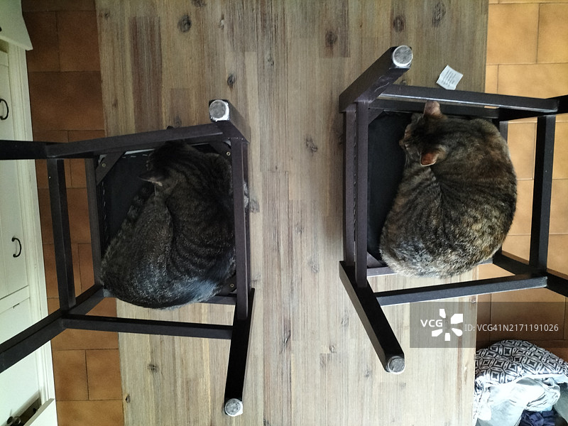 猫咪在奇怪的地方睡觉图片素材