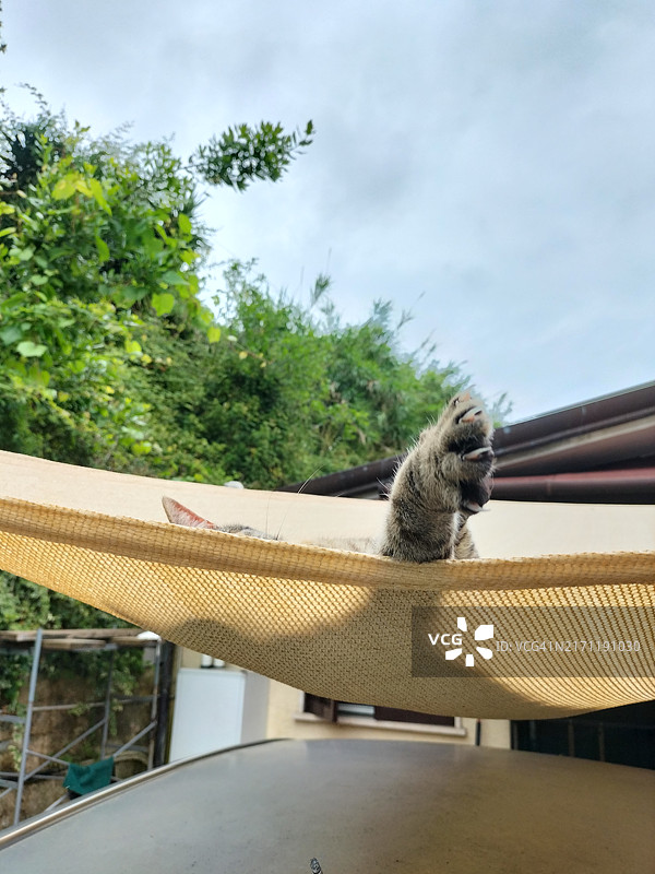 猫咪在奇怪的地方睡觉图片素材