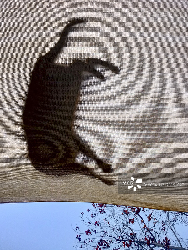 猫咪在奇怪的地方睡觉图片素材