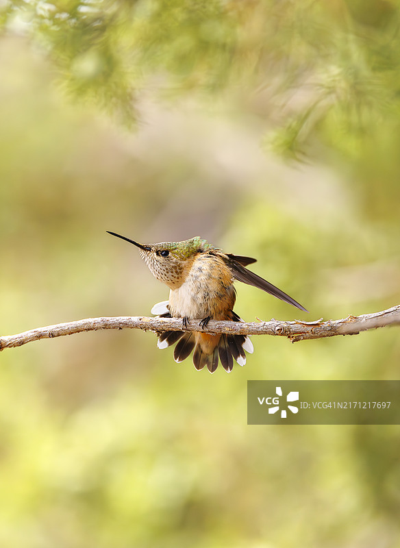 栖息于树枝上的鸟儿特写，美国新墨西哥州图片素材