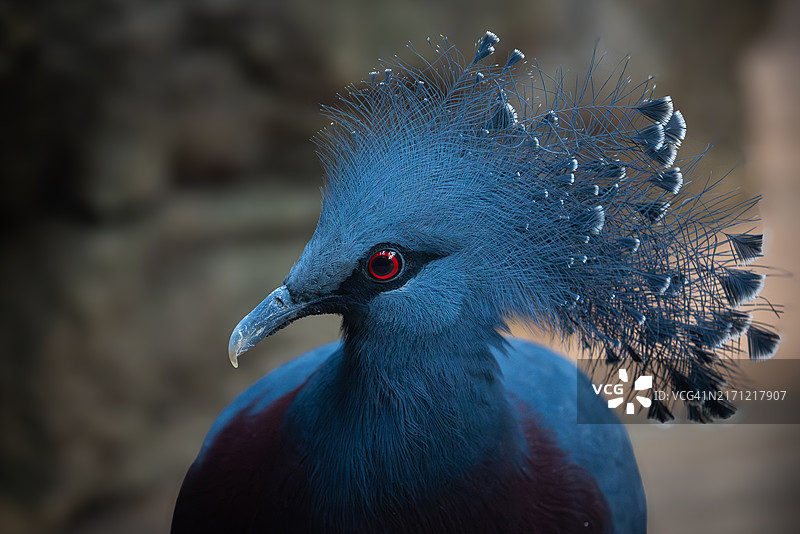 鸟类特写，美国纽约图片素材