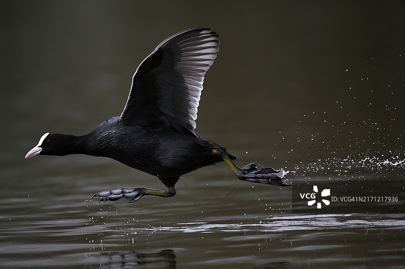 飞鸟掠过湖面的特写图片素材