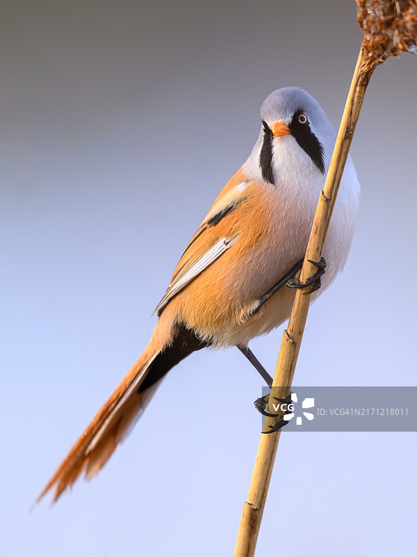 鸟儿栖息在树枝上的特写镜头图片素材