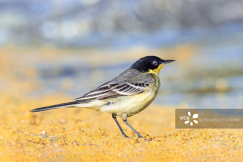 特写：鸟类栖息在沙滩上图片素材